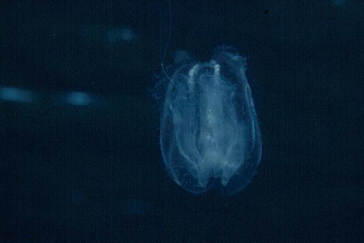 カブトクラゲ類の一種の写真