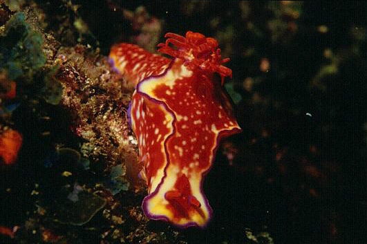 ニシキウミウシの写真