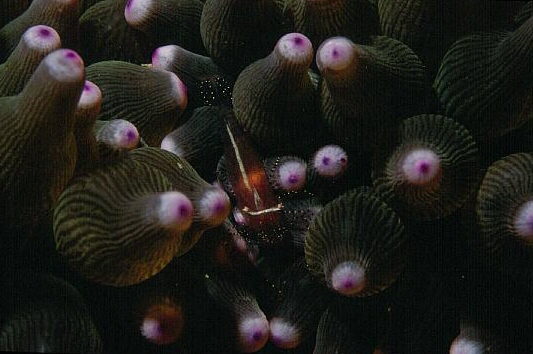 カザリイソギンチャクエビの写真