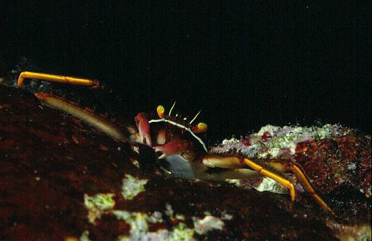 トゲアシガニの写真
