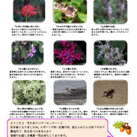 thumbnail of 201509月後半見どころ裏面