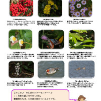 thumbnail of 201511月前半見どころ裏面