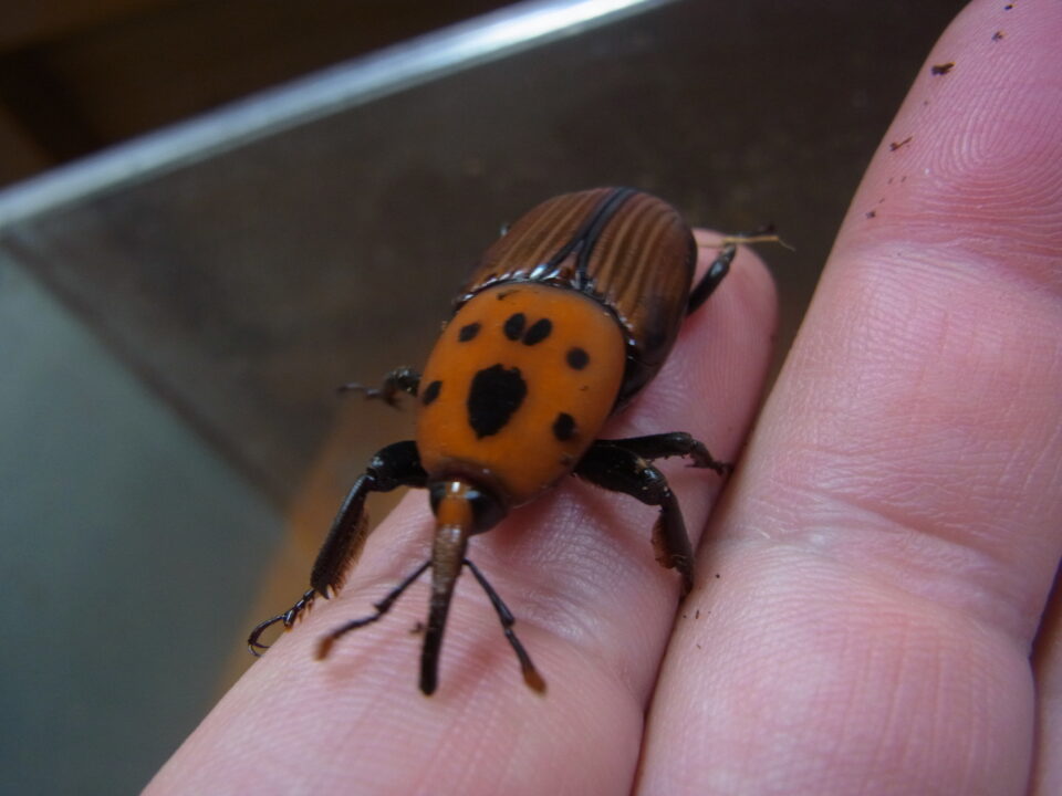 おまけの1枚です。（ゾウムシ） | 宇久井ビジターセンター