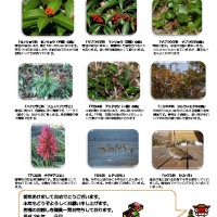 thumbnail of 20161月前半見どころ裏面