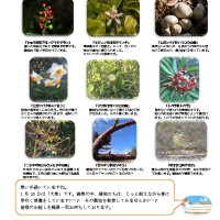 thumbnail of 20161月後半見どころ裏面