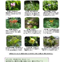 thumbnail of 201607月後半見どころ裏表