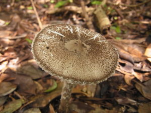 R0020061