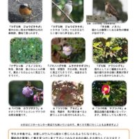 201702月後半見どころ裏表のサムネイル