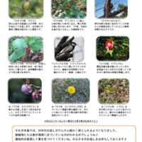 201702前半見どころ裏表のサムネイル