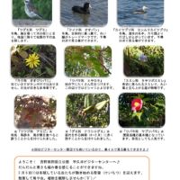 201703月前半見どころ裏表のサムネイル