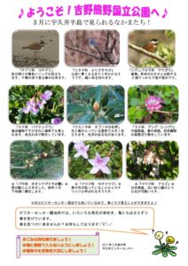 ３月後半見どころ情報裏表のサムネイル
