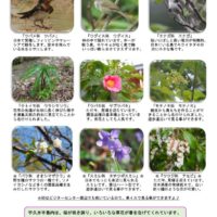 見どころ2017年4月前半号裏表のサムネイル