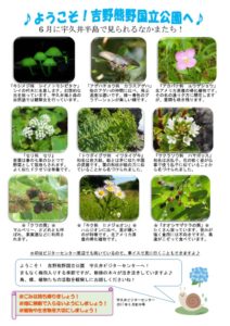 見どころ6月前半裏表のサムネイル