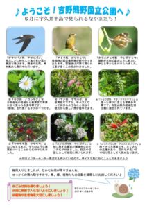 見どころ6月後半裏表のサムネイル