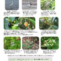 見どころ８月前半裏表のサムネイル