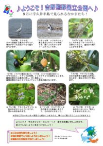 見どころ８月前半裏表のサムネイル