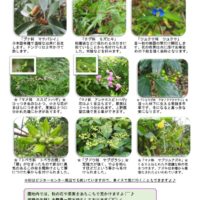 201709月後半見どころ裏表のサムネイル