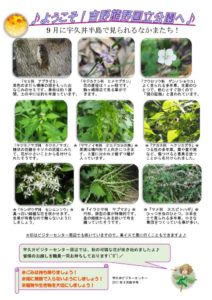 201709月前半見どころ裏表のサムネイル