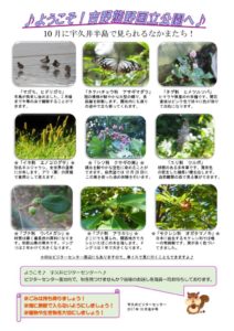 201710月後半見どころ裏表のサムネイル