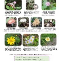 201711月前半見どころ裏表のサムネイル