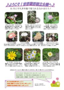 201711月前半見どころ裏表のサムネイル