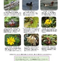 201711月後半見どころ裏表のサムネイル