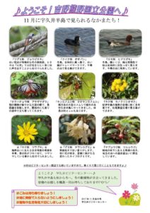 201711月後半見どころ裏表のサムネイル