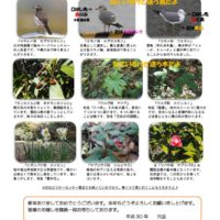 201801月前半見どころ裏表のサムネイル