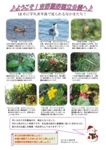 201712月前半見どころ裏表のサムネイル
