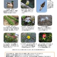 201802月前半見どころ裏表のサムネイル