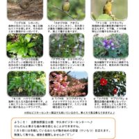 201803月前半見どころ裏表のサムネイル