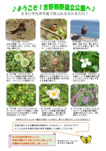 201805月後半見どころ裏表のサムネイル