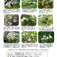 201805月前半見どころ裏表のサムネイル