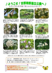 201805月前半見どころ裏表のサムネイル