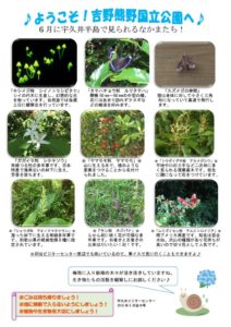 201806月後半見どころ裏表のサムネイル