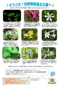 201806月前半見どころ裏表のサムネイル