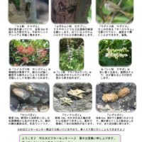 201808月前半見どころ裏表のサムネイル