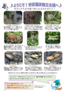 201808月前半見どころ裏表のサムネイル