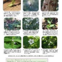 201810月前半見どころ裏表のサムネイル