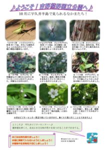 201810月前半見どころ裏表のサムネイル