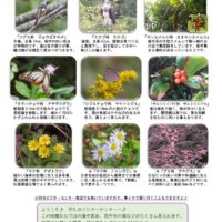 201811月前半見どころ裏表のサムネイル