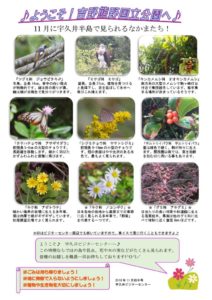 201811月前半見どころ裏表のサムネイル