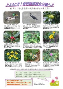 201811月後半見どころ裏表のサムネイル