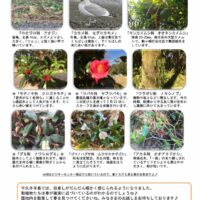 201902月前半見どころ裏表のサムネイル