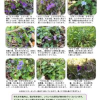 201904月前半見どころ裏表のサムネイル