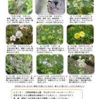 201905月前半見どころ裏表のサムネイル