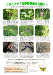 201905月後半見どころ裏表のサムネイル