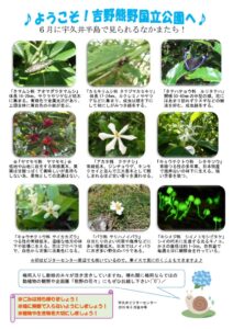 201906月後半見どころ裏表のサムネイル