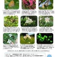 201906月前半見どころ裏表のサムネイル