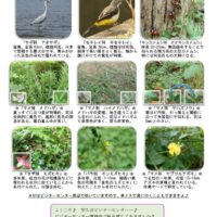 201910月前半見どころ裏表のサムネイル
